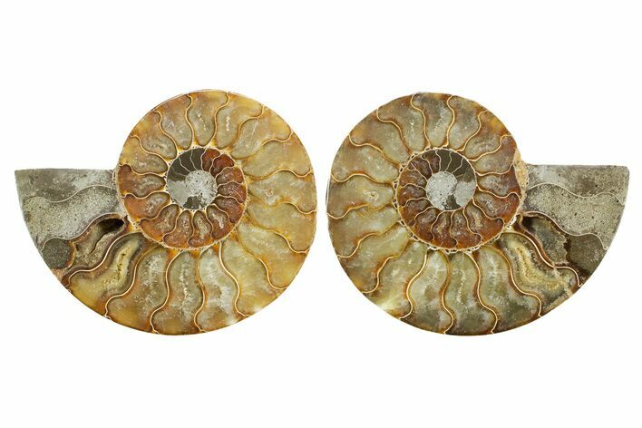 Cut & Polished Crystal-Filled Ammonite Fossil - Madagascar #364922